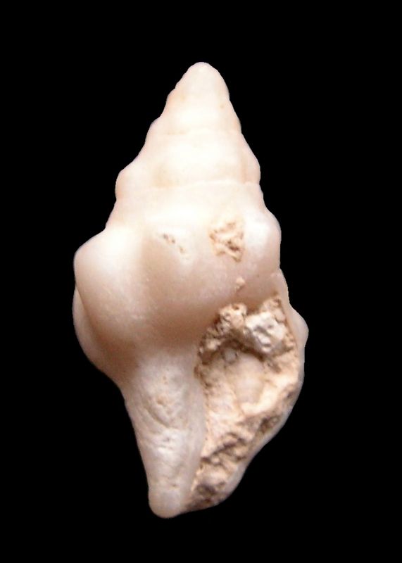 Pisaniidae - † Pollia merignacensis (Peyrot, 1924) - Burdigalien (St Martin d'Oney 40) Pollme10