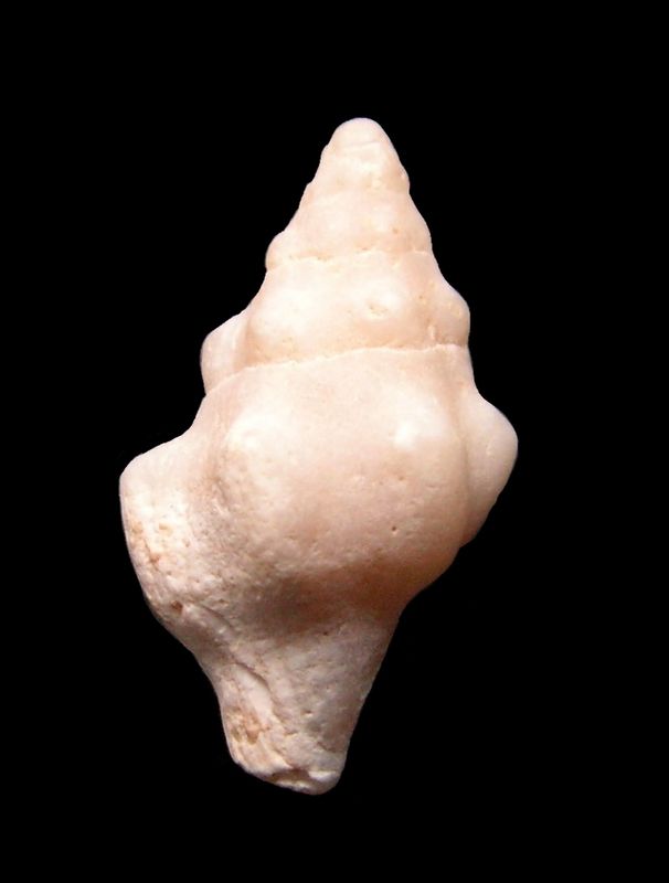 Pisaniidae - † Pollia merignacensis (Peyrot, 1924) - Burdigalien (St Martin d'Oney 40) Pollme11