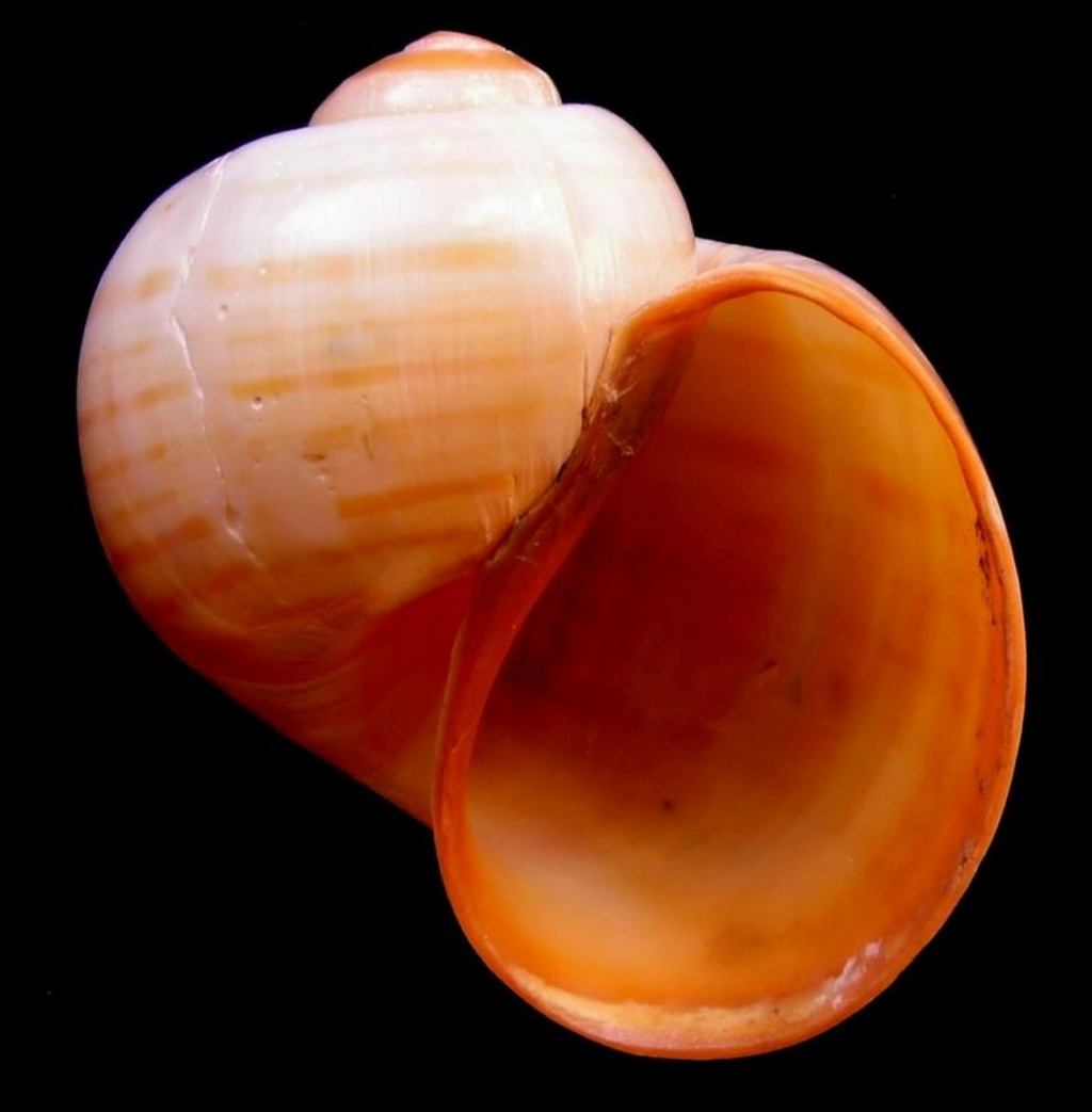 Pomacea - Pomacea canaliculata - (Lamarck, 1822) Pomcan10