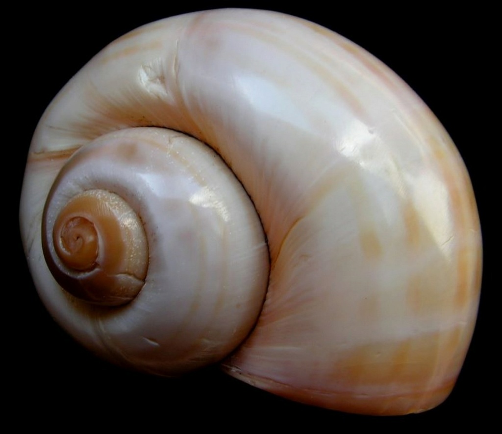Pomacea - Pomacea canaliculata - (Lamarck, 1822) Pomcan13