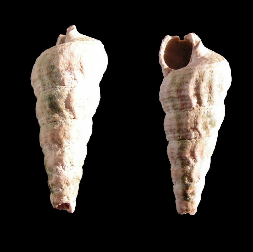 Potamitidae - † Potamides scalaroides (Deshayes, 1833) - Lutétien Potasc12