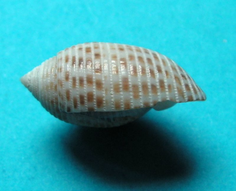 Acteonidae Pupa strigosa (Gould, 1859) Pupast10