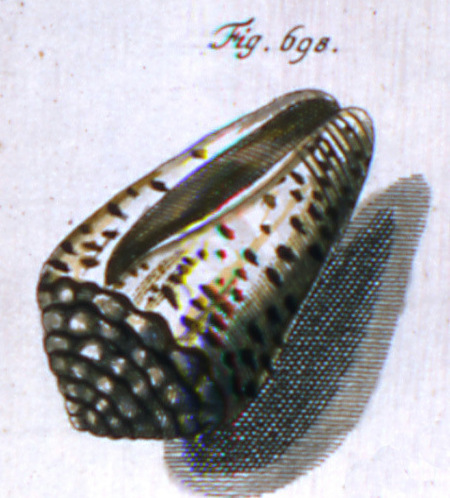 Conus pulicarius f. punctulatus (Roeding, 1798) Reposi10