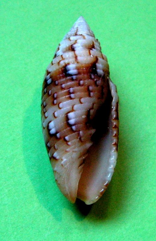 Scabricola variegata (Gmelin, 1791)  Scabva11