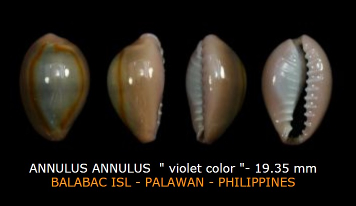 Monetaria_annulus_(Linnaeus_1758) Screen11