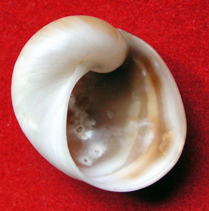 Sinum concavum (Lamarck, 1822) Sincon12