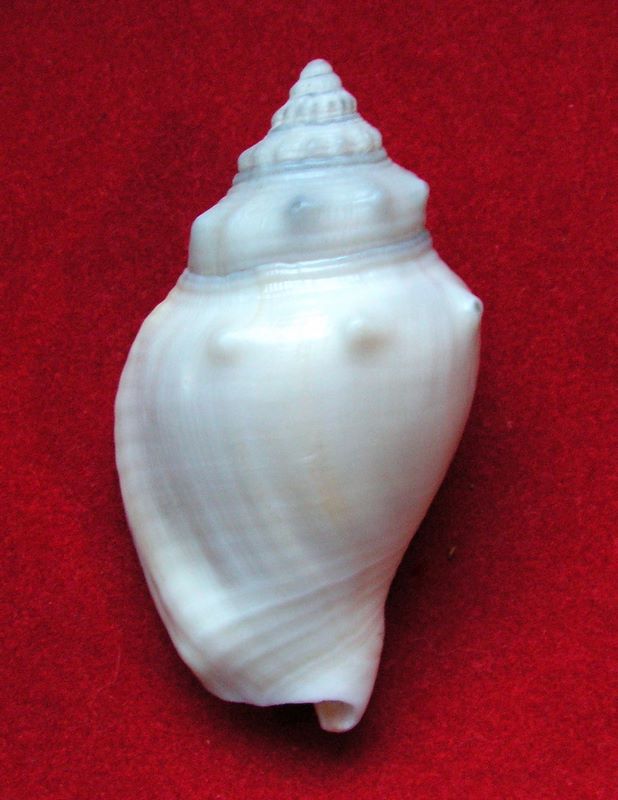 Strombus alatus - (Gmelin, 1791) Strala10