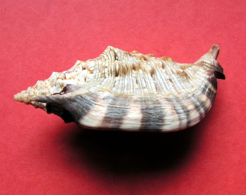 Euprotomus aratrum melanostomus (Sowerby, 1825) Strara12