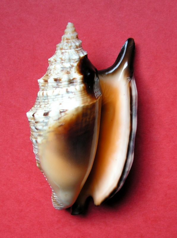 Euprotomus aratrum melanostomus (Sowerby, 1825) Strara13