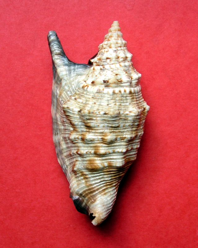 Euprotomus aratrum melanostomus (Sowerby, 1825) Strara14