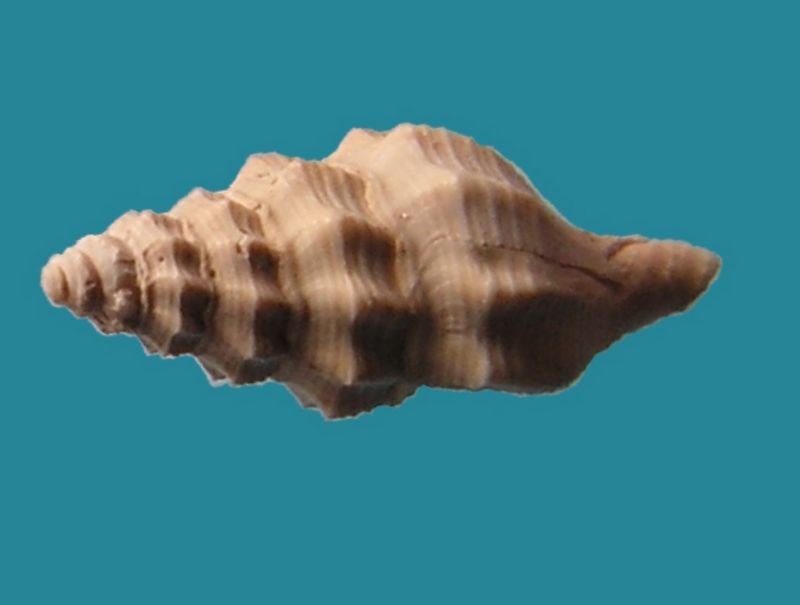 Fasciolariidae - † Streptochetus obliquatus (Deshayes, 1835) - Eocène (environs de Paris)  Streob11
