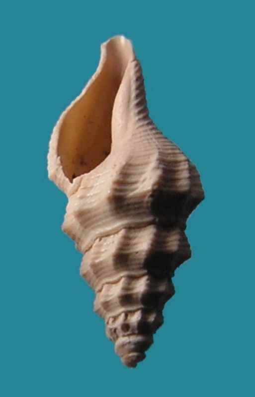 Fasciolariidae - † Streptochetus obliquatus (Deshayes, 1835) - Eocène (environs de Paris)  Streob12