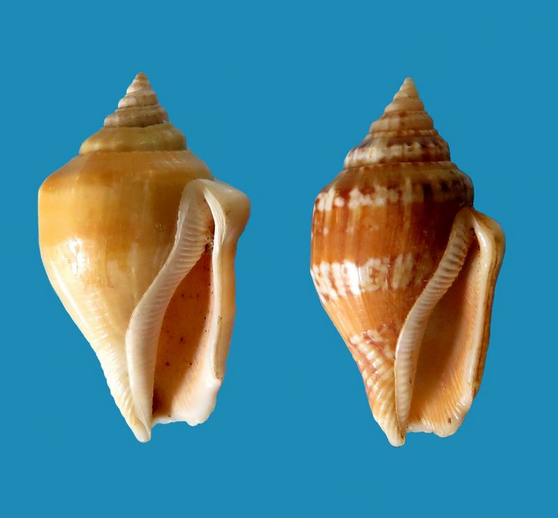 Canarium mutabile f. rufescens Prelle, 2006 Stromu12