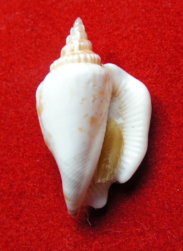 Dolomena plicata f. columba (Lamarck, 1822) Strpli14
