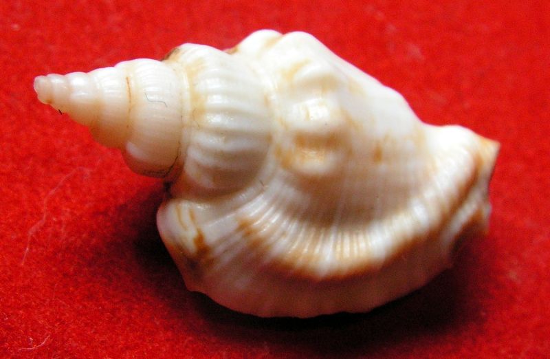 Dolomena pulchella (Reeve, 1851) Strpul10