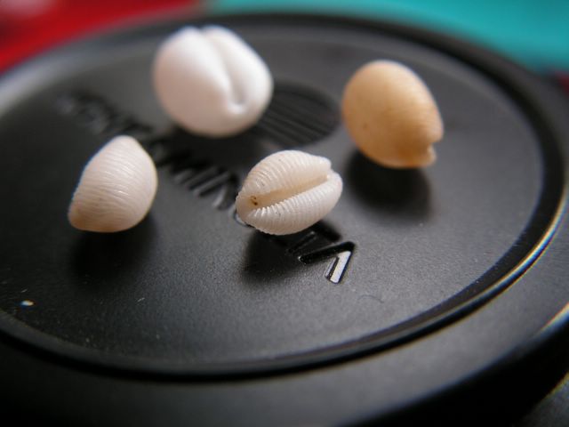les plus petites especes de porcelaines, microdon, fimbriata, etc... T_pell10