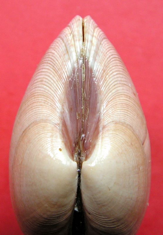 Polititapes rhomboides (Pennant, 1777) Taprho10