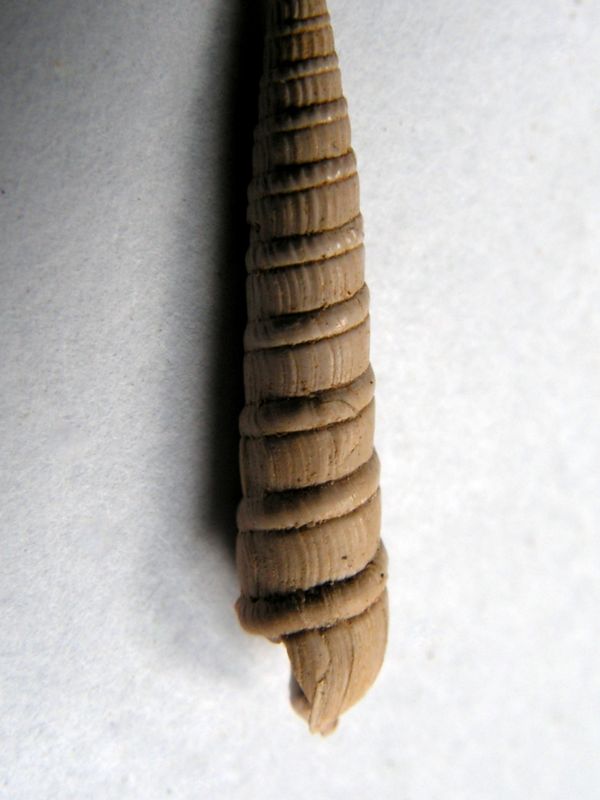 Terebridae - † Terebra acuminata (Borson, 1820) - Burdigalien / Gironde  Terbac11