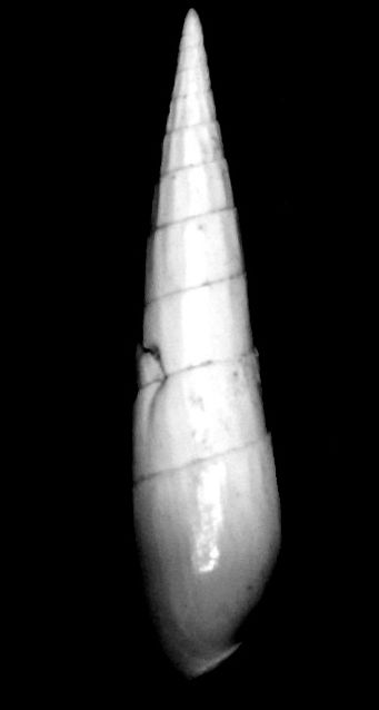 Terebridae - † Terebra (Hastula) subcinerea (d' Orbigny, 1852) - Burdigalien (St Martin d'Oney 40) Teresu10