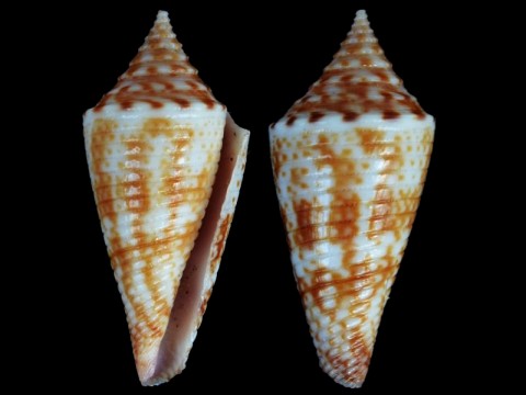 Conasprella (Fusiconus) dictator (Melvill, 1898) Thumb_10