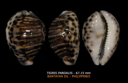 Cypraea tigris var. zymecrasta (Melvill, 1888) - une vraie tigrée Tigris17