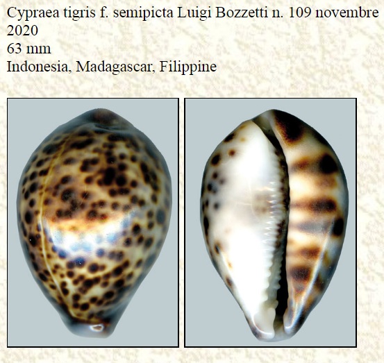 Cypraea tigris (Linné, 1758) f semipicta (Bozzetti, 2020) - Edentée Tigris28