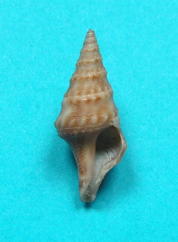 Clavatulidae Turricula nelliae spuria (Hedley, 1922) Turrne11