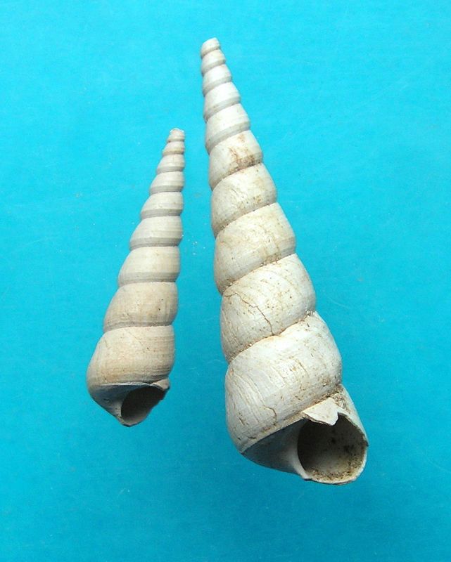 Turritellidae - † Turritella terebralis f. grata (Cossmann & Peyrot, 1921) - (Mérignac 33)  Turter10