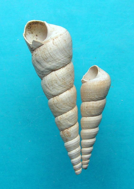 Turritellidae - † Turritella terebralis f. grata (Cossmann & Peyrot, 1921) - (Mérignac 33)  Turter11