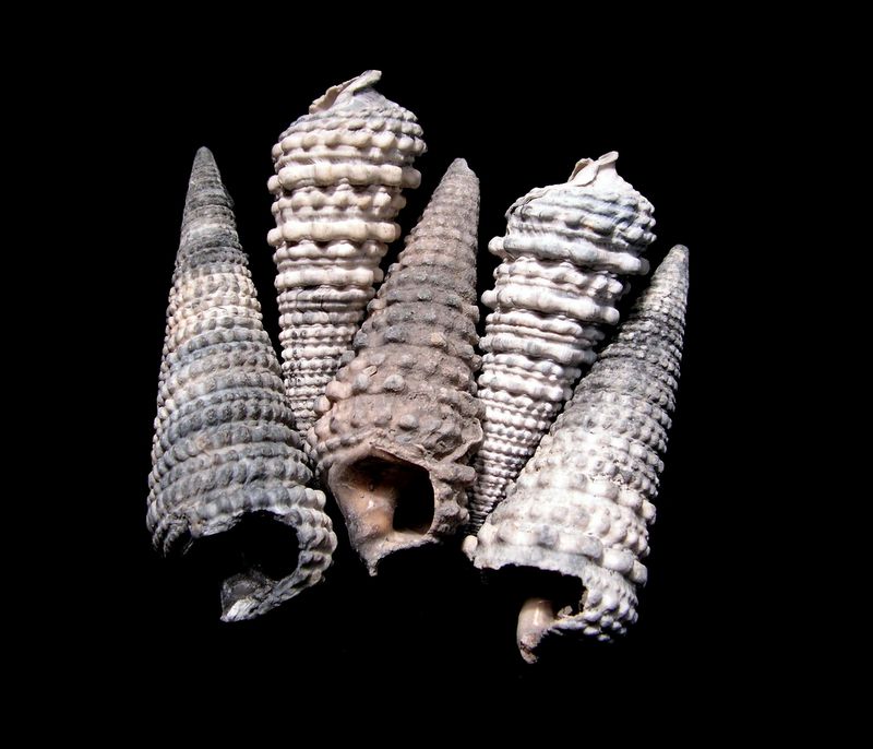 Potamitidae - † Tympanotonos margaritaceus (Brocchi, 1814) - Aquitanien Tympma11