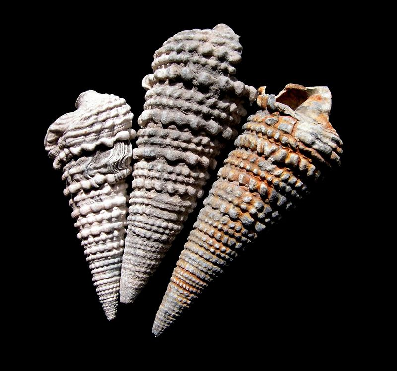 Potamitidae - † Tympanotonos margaritaceus (Brocchi, 1814) - Aquitanien Tympma12