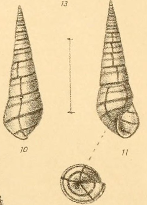 Pyramidella dolabrata f. terebellum (Müller, 1774) Venosa10
