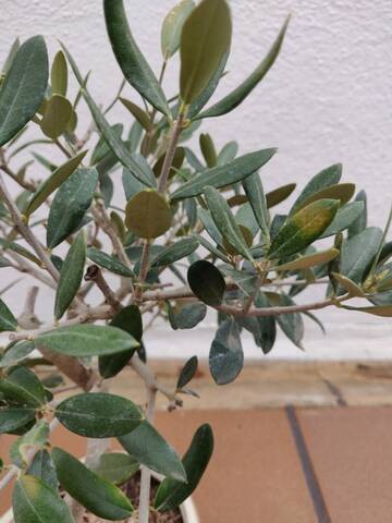 Manchas amarillas en las hojas del olivo