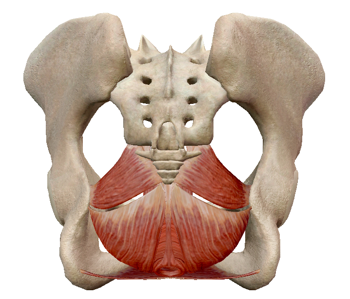 muscle releveur de l'anus et migration des crêtes génitales Captur14