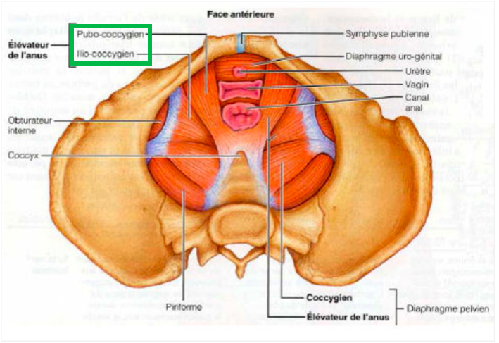 muscle releveur de l'anus et migration des crêtes génitales Captur15