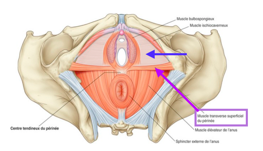 muscle releveur de l'anus et migration des crêtes génitales Captur16