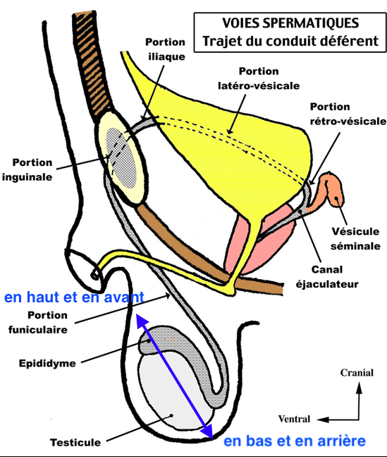 axe du testicule Captur38