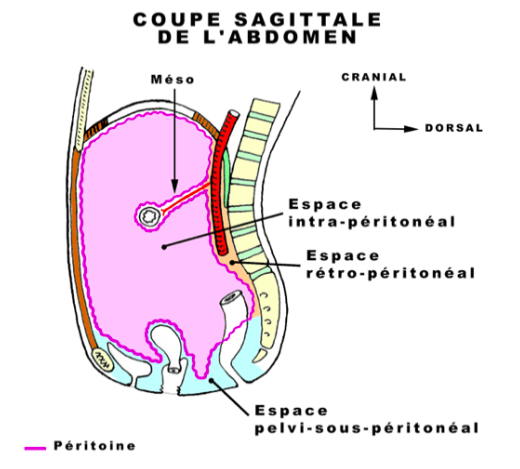 Rein: cavité abdominale/ rétropéritonéaux Captur54