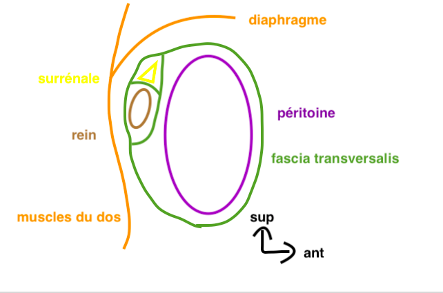 fascia rénal - fascia transversalis Captur62