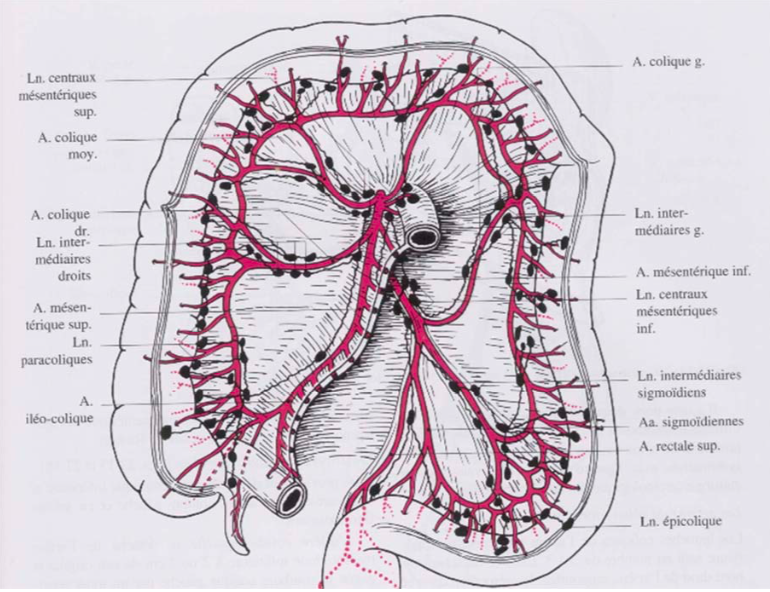 artère rectale supérieure Captur65