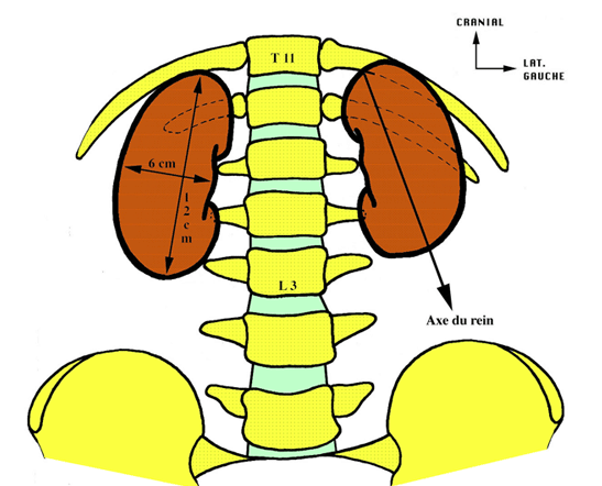 axe du rein Captur84
