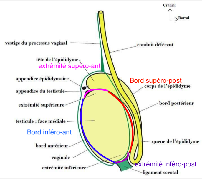 Rapport du testicule Captur85