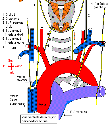 Laryngé inférieur  Captur87
