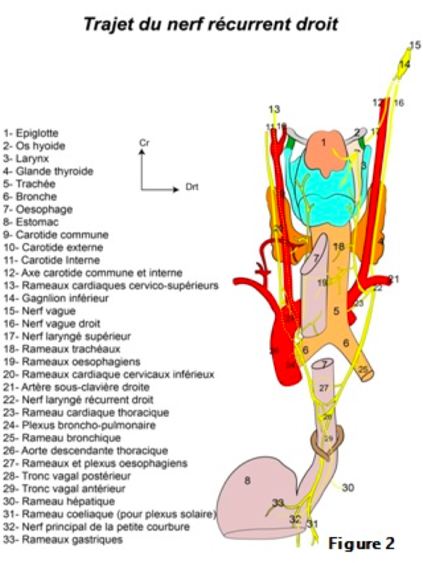 Laryngé inférieur  Captur88
