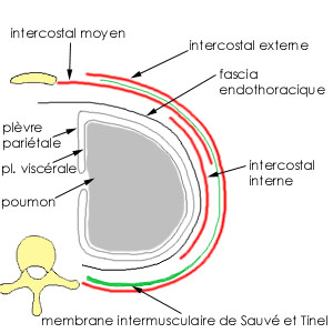 Muscle intercostal interne Unname10