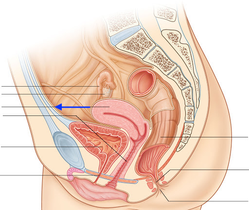 Rapport du fond utérin et de la paroi abdominale Unname14