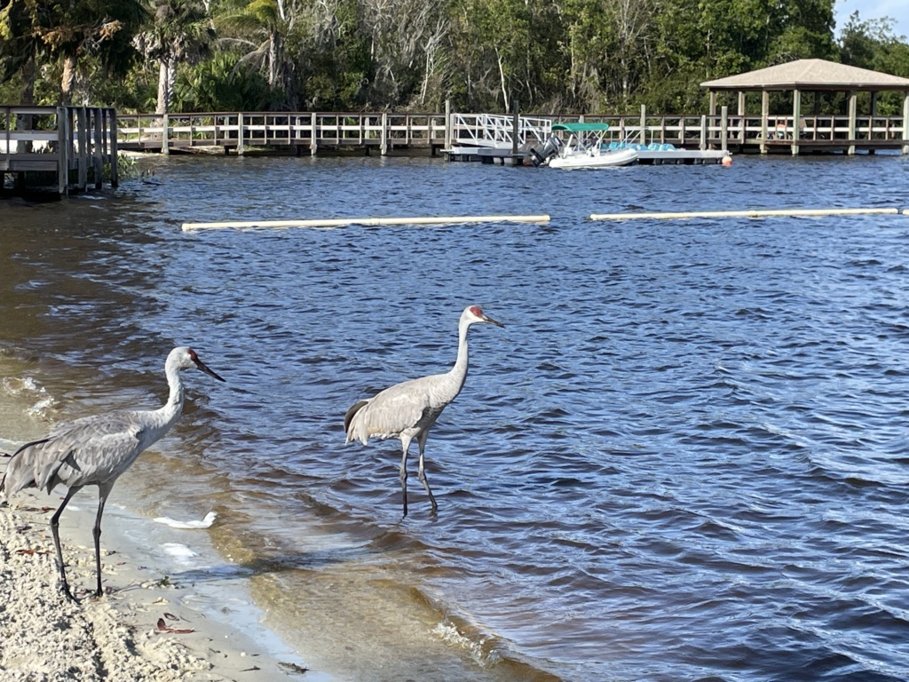 Florida: Haulover & Cypress Cove & lake Como - Page 2 35b8d810