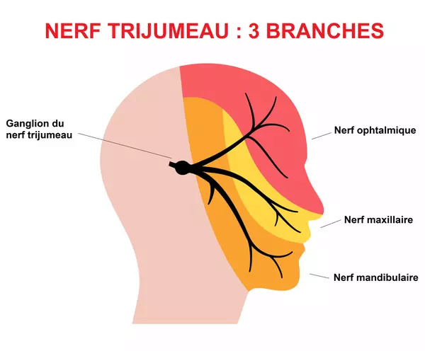Nerf trijumeau et branches  33298711