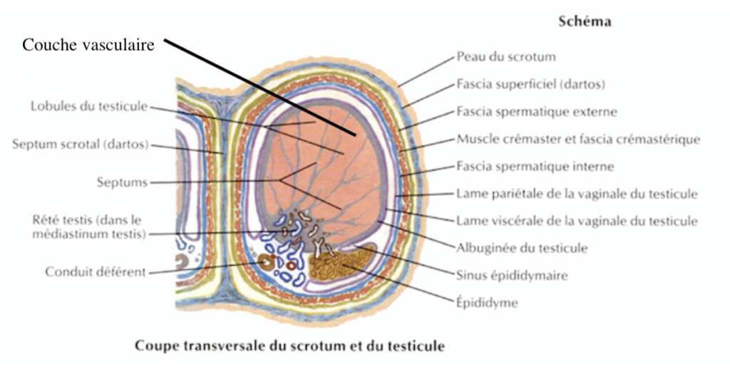 Vascularisation et divisions Captur13