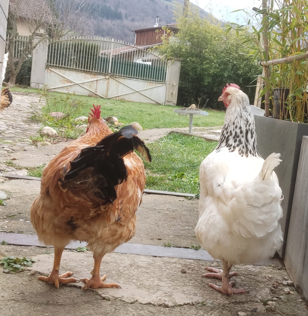 problème avec ma nouvelle poule Img_2018